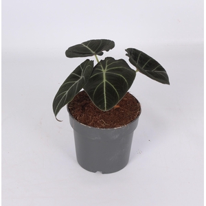 Alocasia Black Velvet 14cm