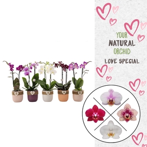 Flower Symphony | Mix in seizoens keramiek | Phal. 2 spike