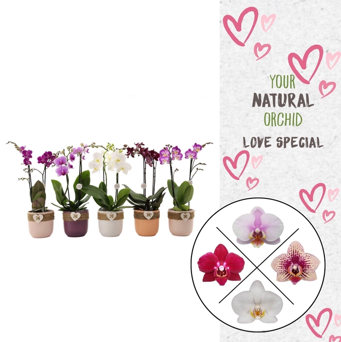 <h4>Flower Symphony | Mix in seizoens keramiek | Phal. 2 spike</h4>