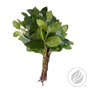 Salal Tips