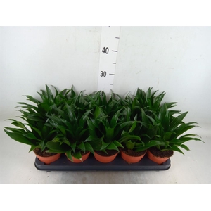 Dracaena frag. 'Compacta'
