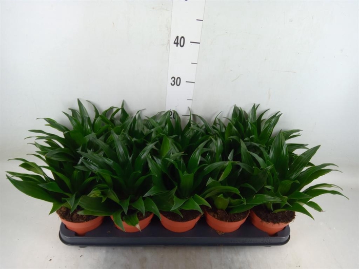 <h4>Dracaena frag. 'Compacta'</h4>