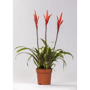 Vriesea  'Elan'