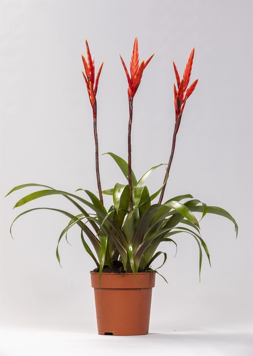 <h4>Vriesea  'Elan'</h4>