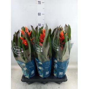 Aechmea  'Pepita Elegant Flames'