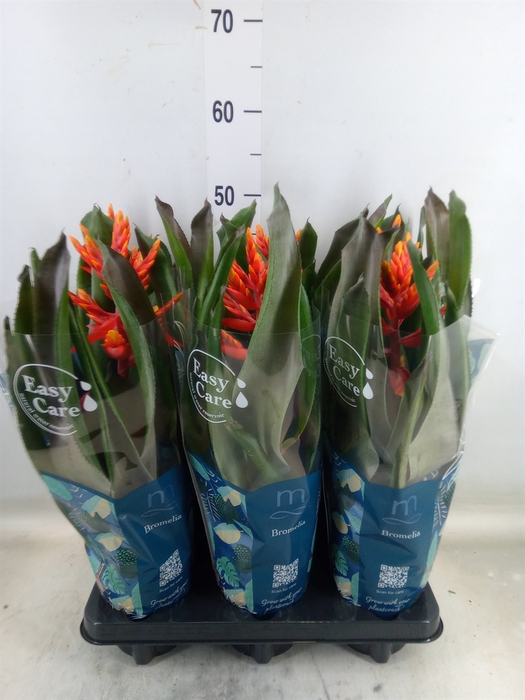 <h4>Aechmea  'Pepita Elegant Flames'</h4>