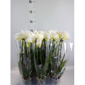 Phalaenopsis  'Elegant Cascade'