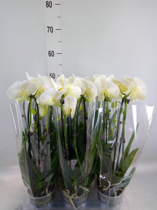 <h4>Phalaenopsis  'Elegant Cascade'</h4>