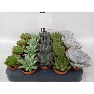 Echeveria   ...mix