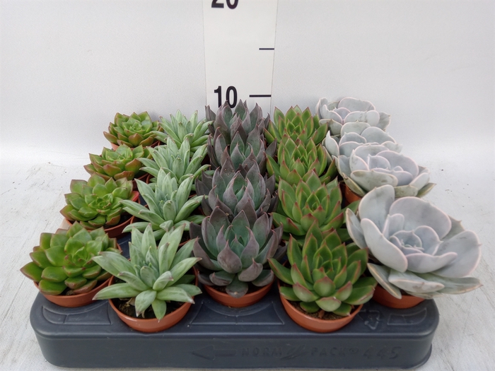 <h4>Echeveria   ...mix</h4>