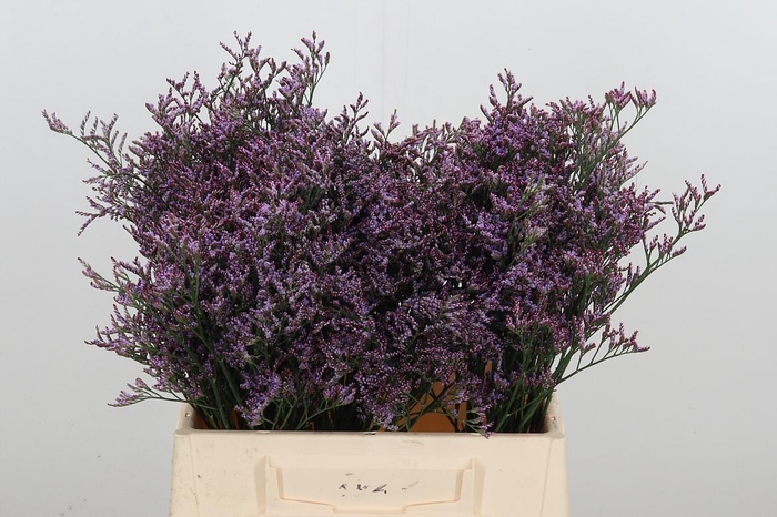 <h4>Lim Saf Pink Sky</h4>