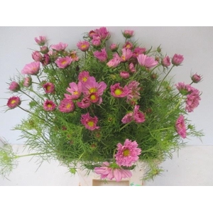 COSMOS BIPINNATUS
