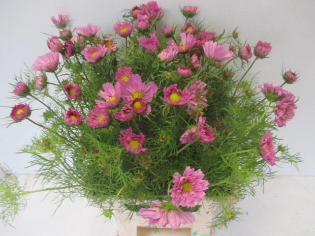 <h4>COSMOS BIPINNATUS</h4>