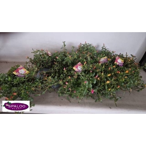 PORTULACA MIX P12