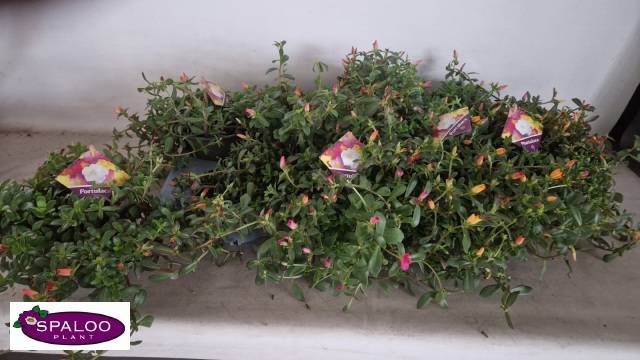 <h4>PORTULACA MIX P12</h4>