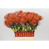 Nutans Ayoba Mandarin Zest