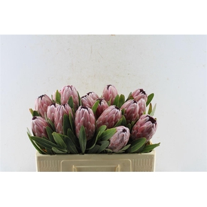 Protea Pink Ice