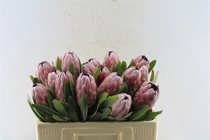 <h4>Protea Pink Ice</h4>