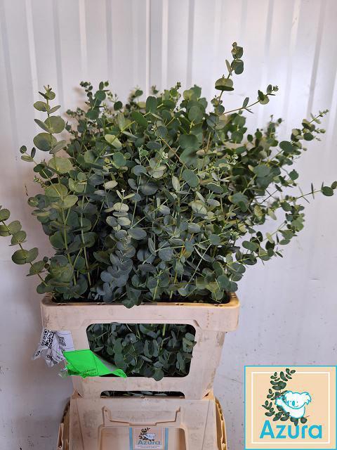 <h4>EUCA GU AZURA</h4>