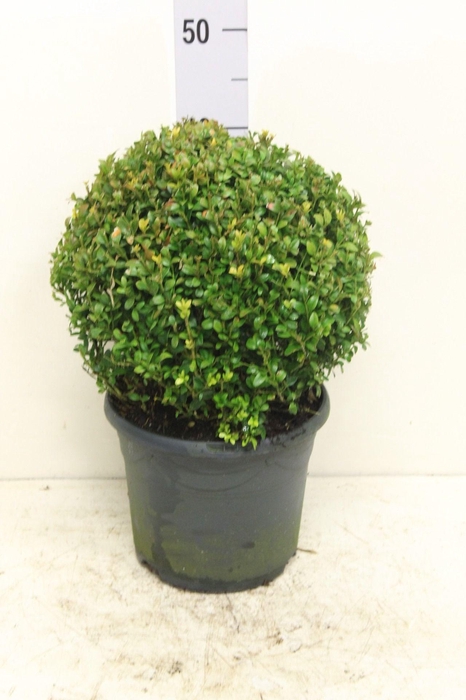 <h4>Buxus sempervirens bol P23 (potgekweekt)</h4>