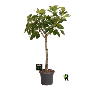 Ficus Ov Benghalensis stam Altissima