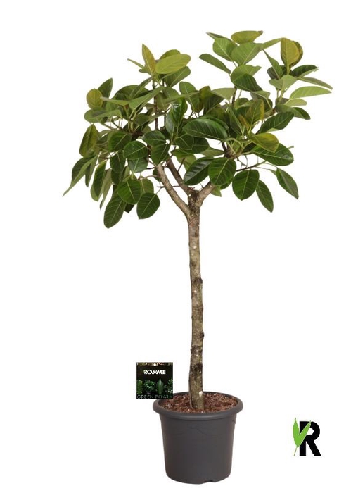 <h4>Ficus Ov Benghalensis stam Altissima</h4>