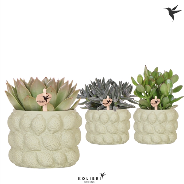 <h4>Kolibri Greens Succulenten mix in Citrus pot green</h4>