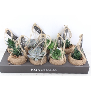 arr3 Kokoplant - Succulenten mix x8