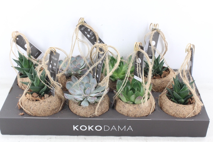 <h4>arr3 Kokoplant - Succulenten mix x8</h4>