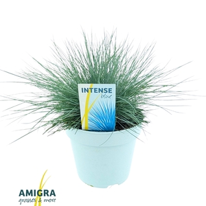 Festuca glauca Intense Blue®