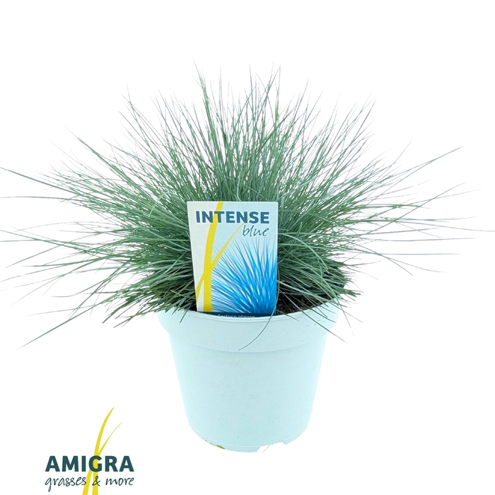 <h4>Festuca glauca Intense Blue®</h4>