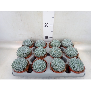 Echeveria cuspidata