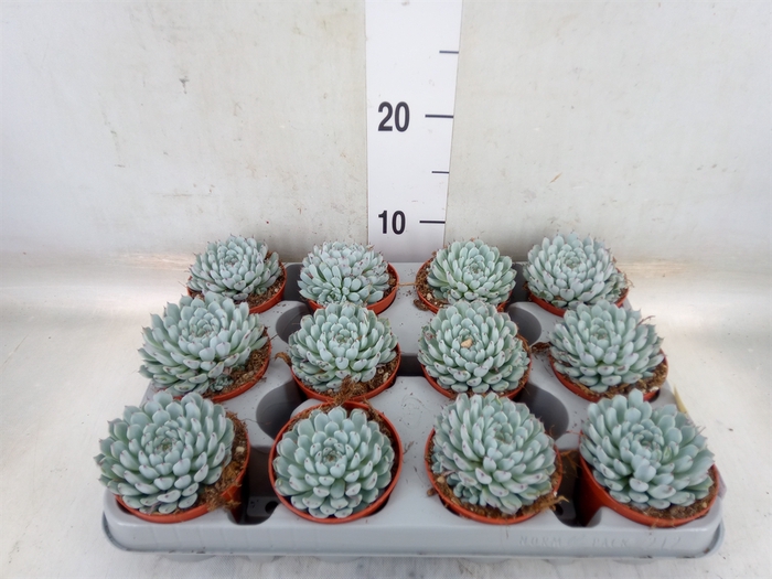 <h4>Echeveria cuspidata</h4>