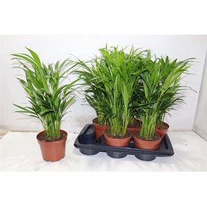 arr8 Dypsis Lutescens