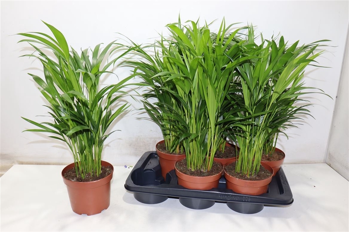 <h4>arr8 Dypsis Lutescens</h4>