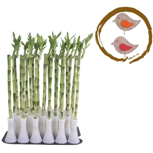 Lucky Bamboo Stem Straight 40cm in Tube Vase White