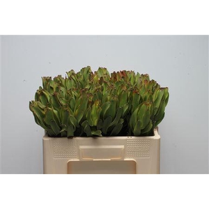 Leucad Laurel Yellow