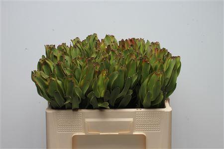 <h4>Leucad Laurel Yellow</h4>