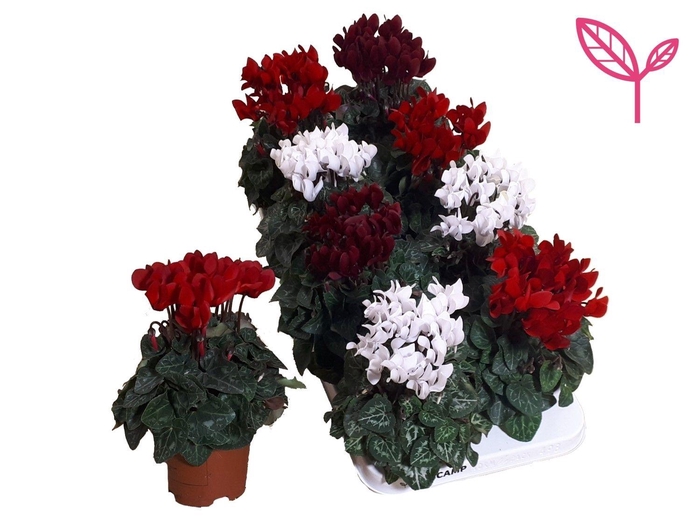 <h4>Cyclamen-KERST MIX 3 KLEUR</h4>