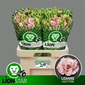 EUS G LISANNE L PINK  LION