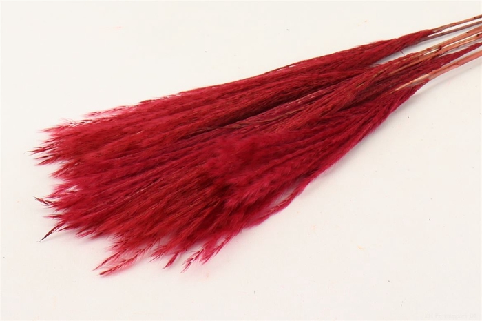 Bunch Fluffy Silver Grass 10pcs L75