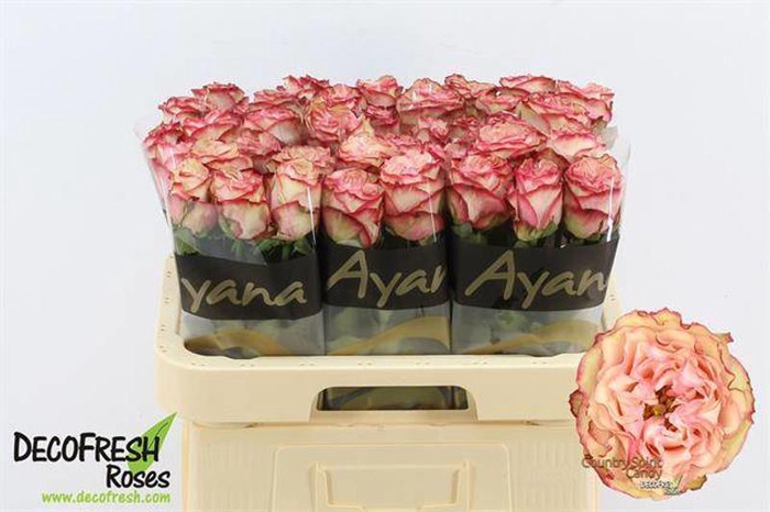<h4>R Gr Country Candy Ayana</h4>