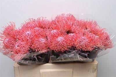 <h4>Nutans paint pink</h4>