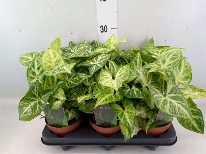 <h4>Syngonium  'Arrow'</h4>