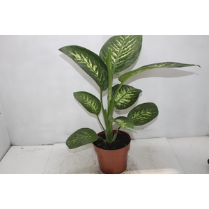 DIEF. TROPIC SNOW P17