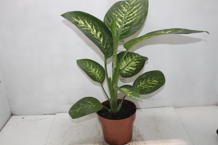 <h4>DIEF. TROPIC SNOW P17</h4>