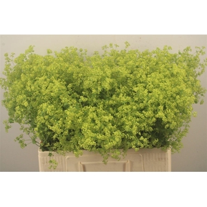 Alchemilla M Robustica
