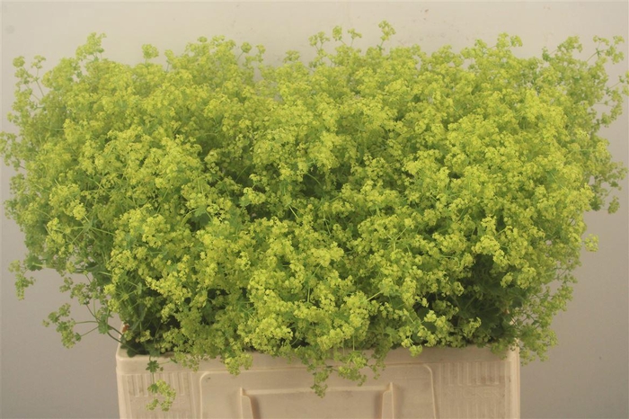 <h4>Alchemilla M Robustica</h4>