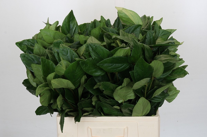 <h4>Viburnum Leaf (Per bunch)</h4>