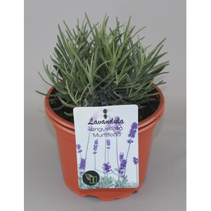 Lavandula Angustifolia Munstead C2